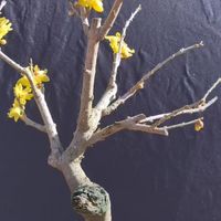 蜡梅造型与养护