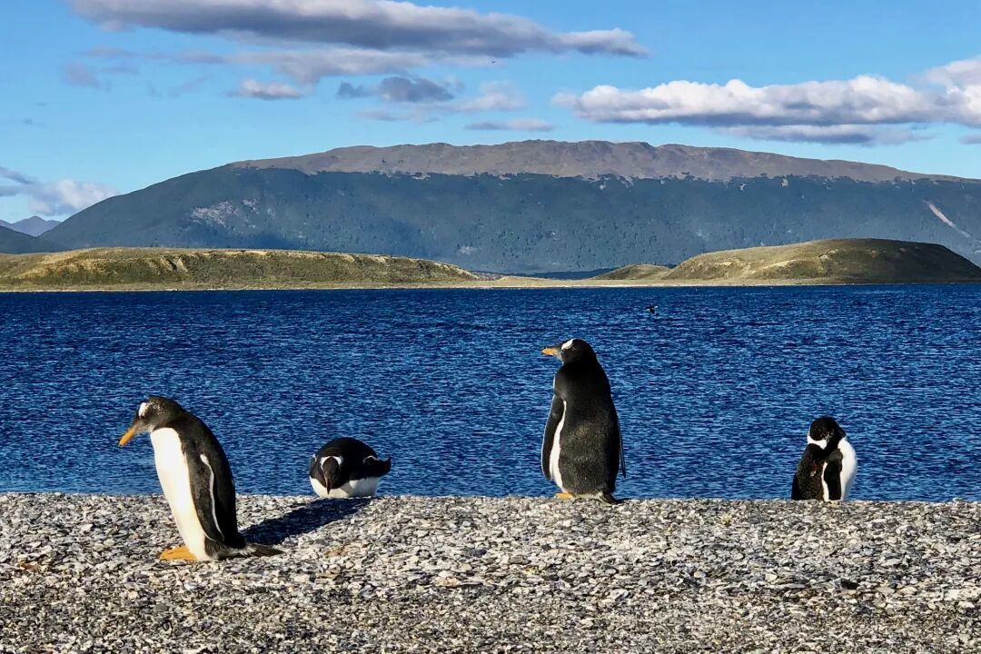 南美篇-10 Ι 阿根廷|乌斯怀亚Ushuaia-3日游
