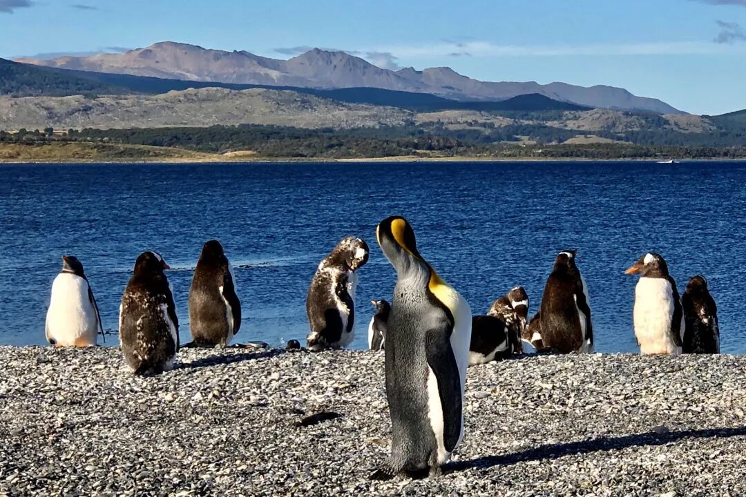 南美篇-10 Ι 阿根廷|乌斯怀亚Ushuaia-3日游