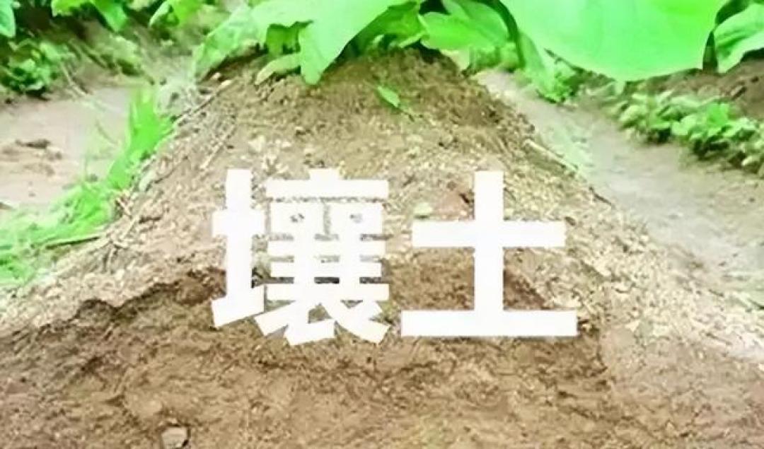 施肥没效果?原来土壤才是关键!5种土壤施肥秘籍,一看就会!