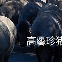 乌金纳福：七环牧场高厵珍猪的千年传承与今朝坚守