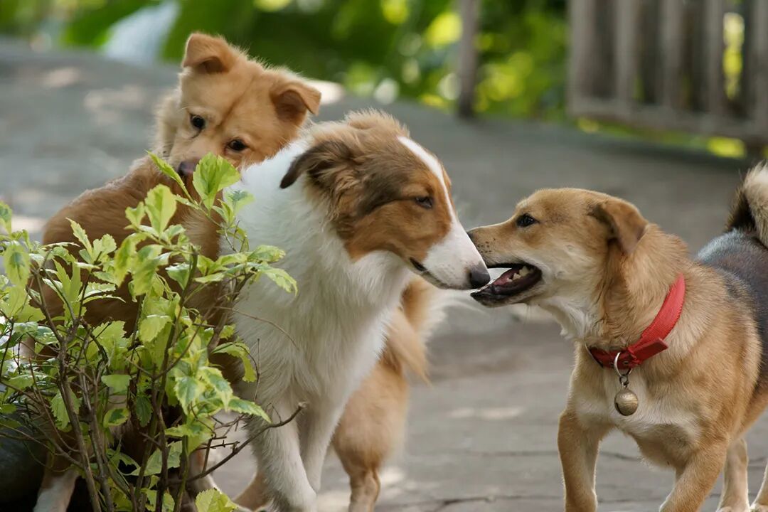 比朋友更亲密，比伴侣更包容：揭秘人犬关系的独特心理学模式