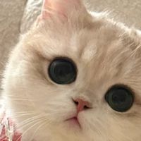 从幼猫到成猫全覆盖｜2026口碑猫粮TOP10，新手铲屎官闭眼入