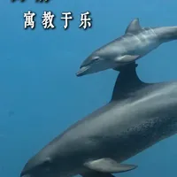 聪明的海豚以游戏方式教育子女 #动物世界 #动物解说 #动物科普 #海豚 #神奇动物