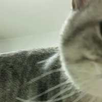 2026年哪一些猫粮值得推荐