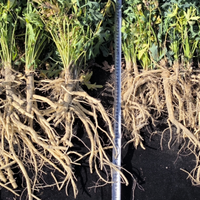 生物刺激素果力蓓：中药材增产秘诀，小投入大收入，增收好方法！