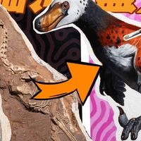 为什么这些恐龙长羽毛？我尝试复原了这种恐龙