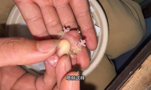 零天手养玄凤鹦鹉经验分享，学废了么？ #玄凤鹦鹉 #手养鹦鹉