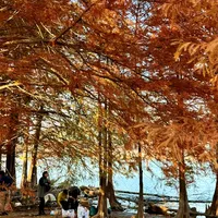 麻岙水库 vs 四明湖水杉林？我们汇总了127位用户真实体验，结论在这