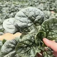 河南趴地菠菜 vs 普通菠菜？68位用户真实体验告诉你答案
