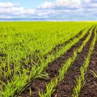 “83元3只麻黄鸡”引热议，120+用户观点深度拆解直播助农信任危机