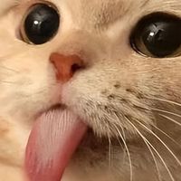 2026年高性价比猫粮选购指南：优质标准及7大品牌推荐！