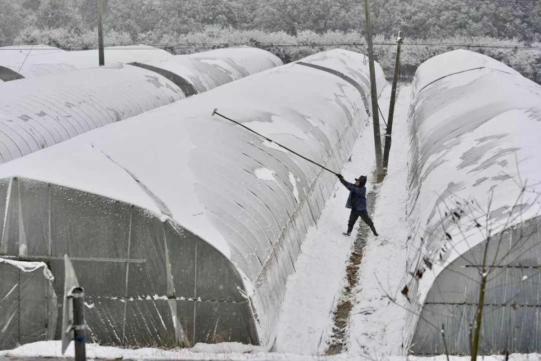 多地迎初雪,各种大棚除雪工具来了!高手在民间,不信往后看!