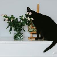 猫咪为什么要吃猫粮，吃肉不是更好么？