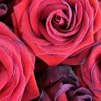 最好用的修护身体乳排行榜