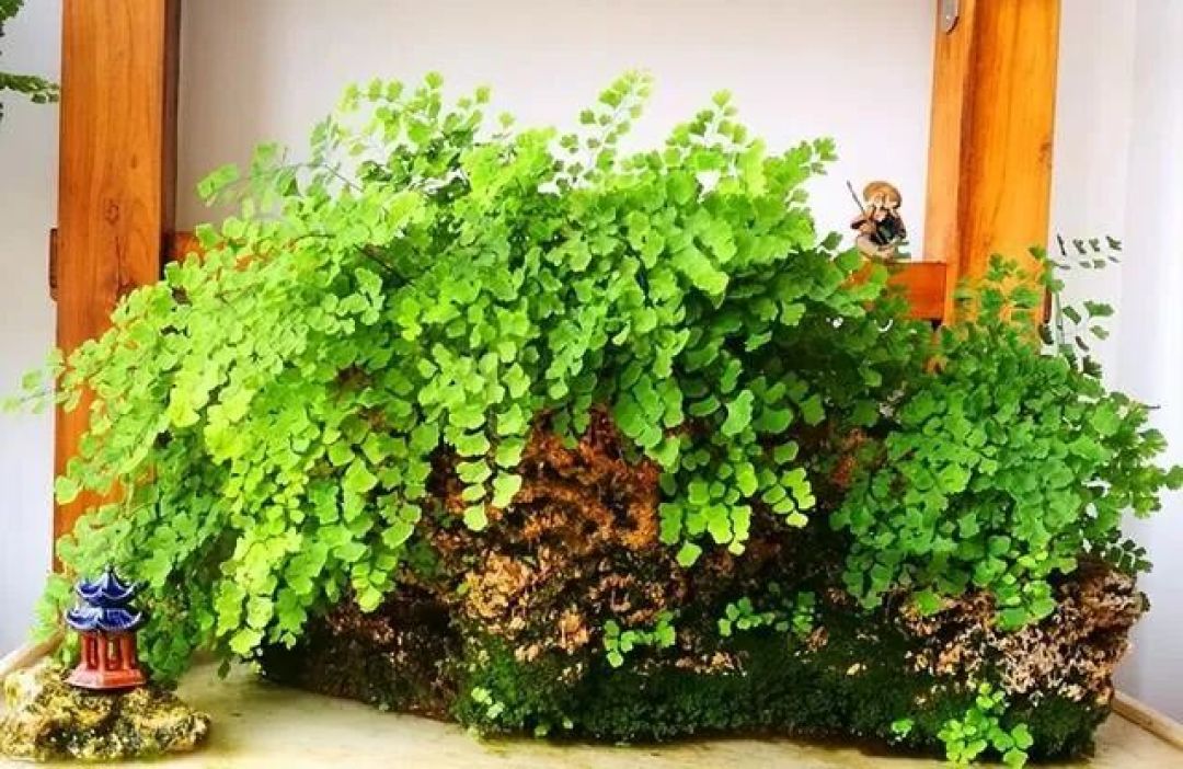 建议:卫生间小也得养盆铁线蕨,有它难闻的臭味没了,空气更好