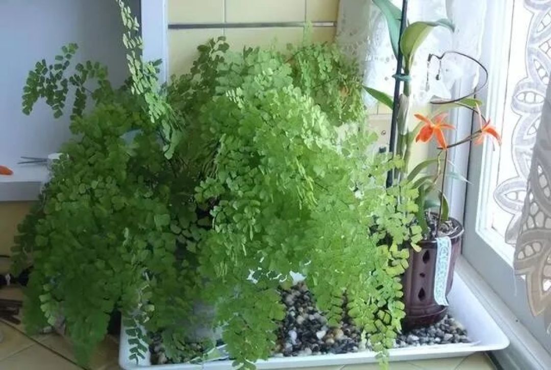 建议:卫生间小也得养盆铁线蕨,有它难闻的臭味没了,空气更好