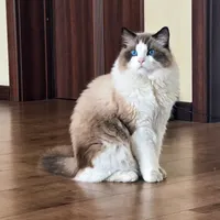 如何选择一款好的猫粮？