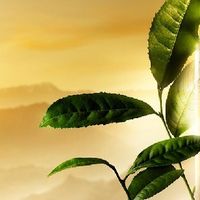 寻觅年度「爽肤水排名榜第一名」？这瓶黄金双酵水，让你一眼倾心