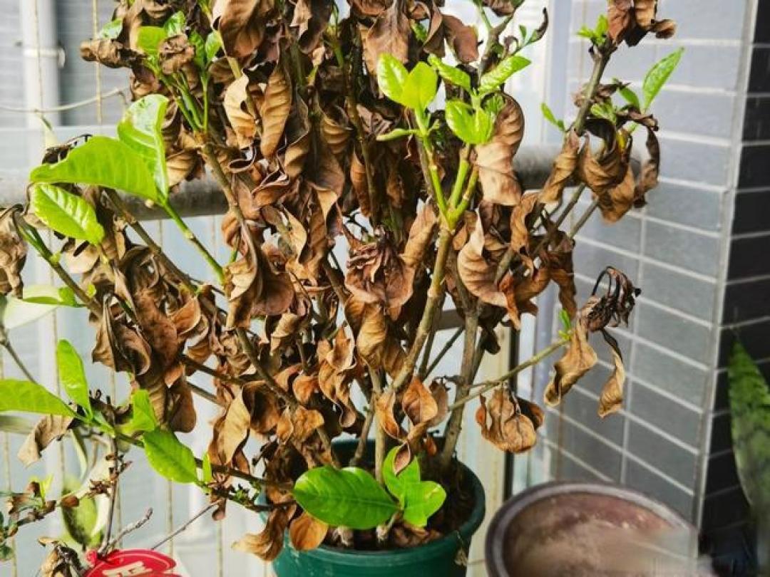 春节前尽量扔掉这5种物品,家不仅干净整洁,生活也变得轻松舒适