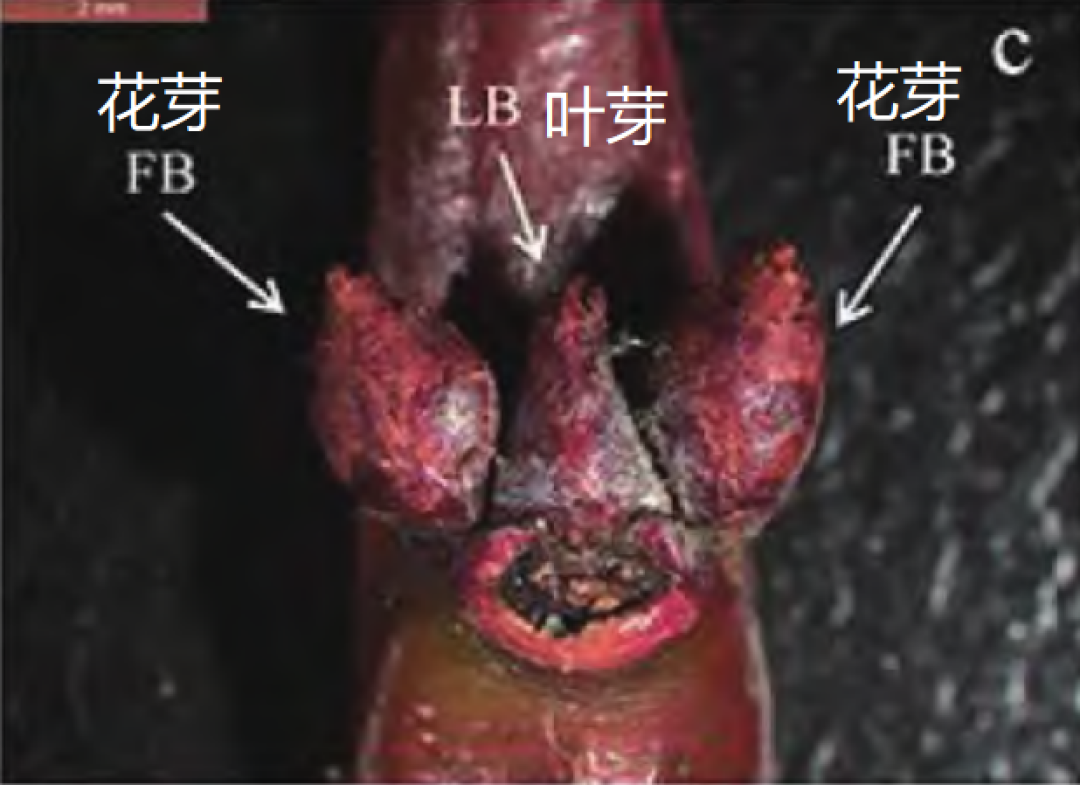 为啥蜂糖李坐果这么难?
