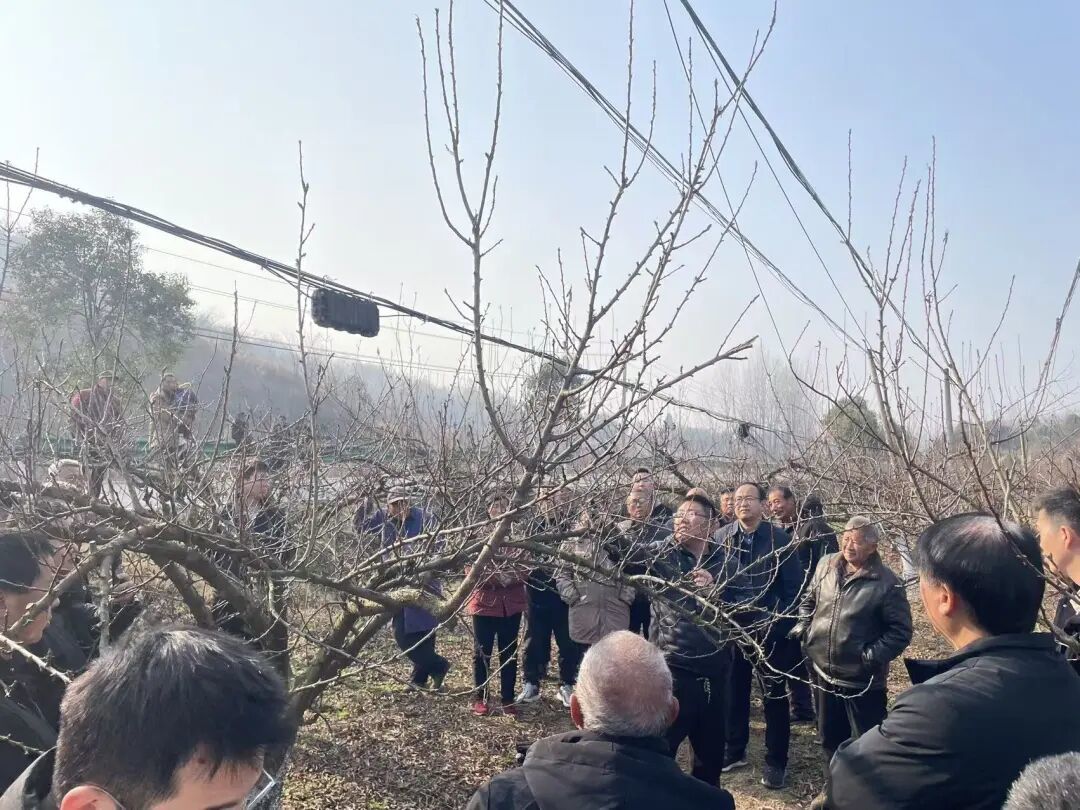 为啥蜂糖李坐果这么难?