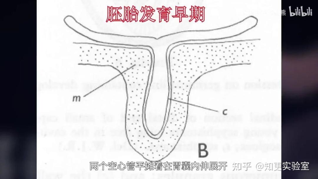 世界上真的存在冥河水母嘛？
