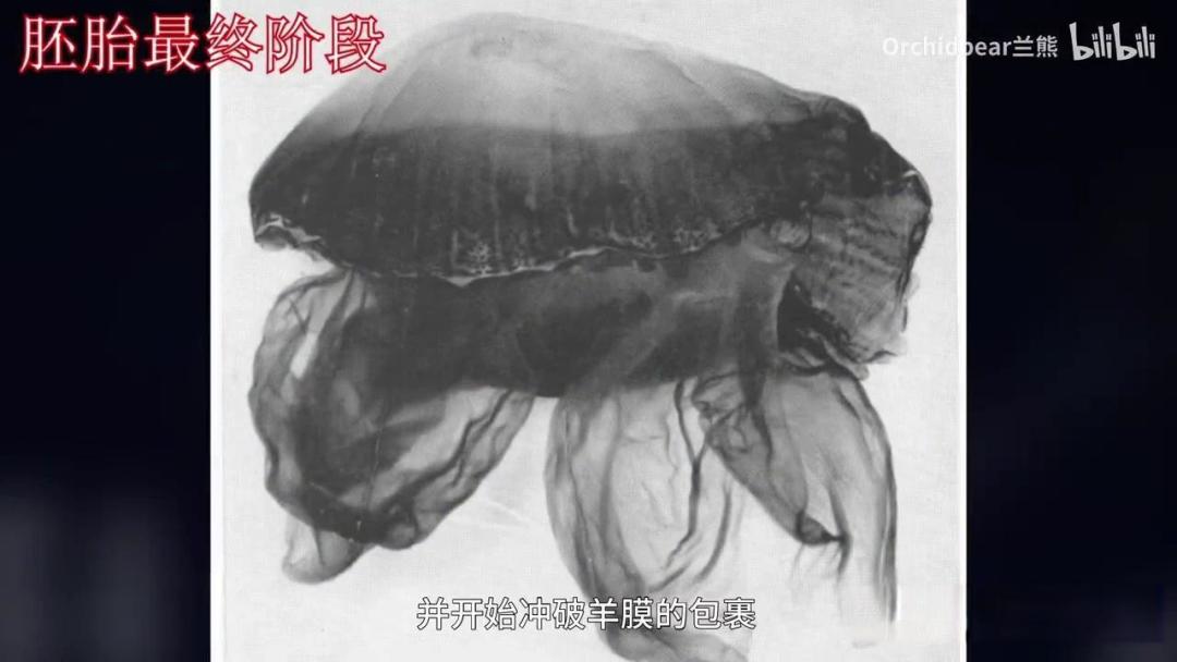 世界上真的存在冥河水母嘛？