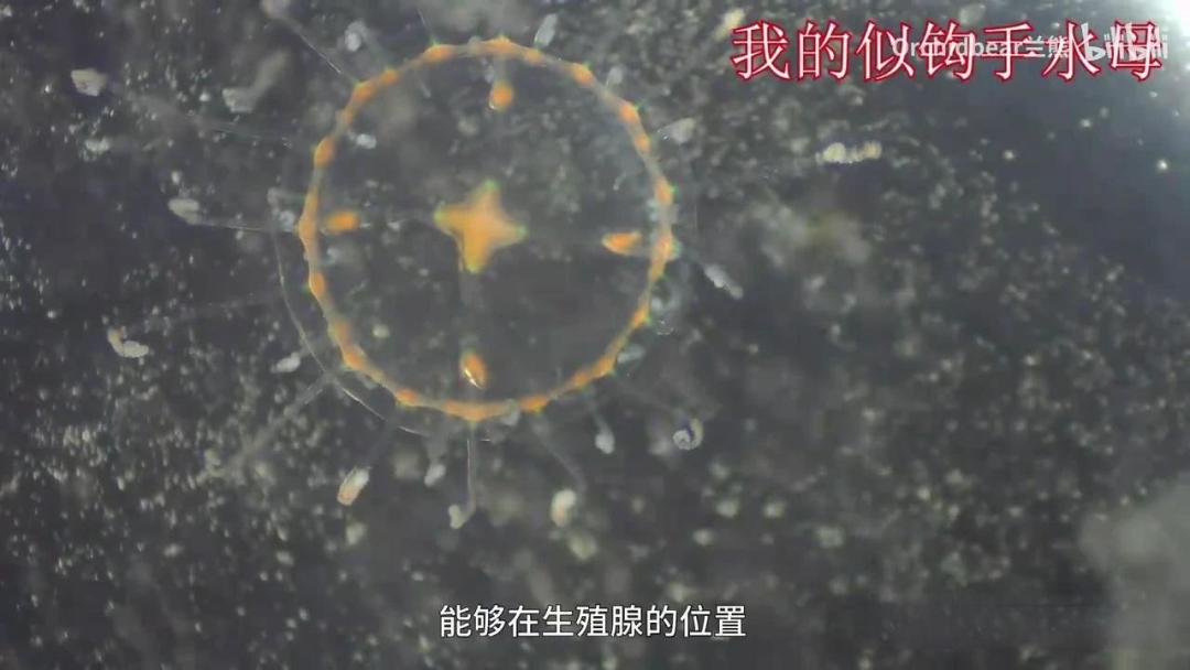 世界上真的存在冥河水母嘛？