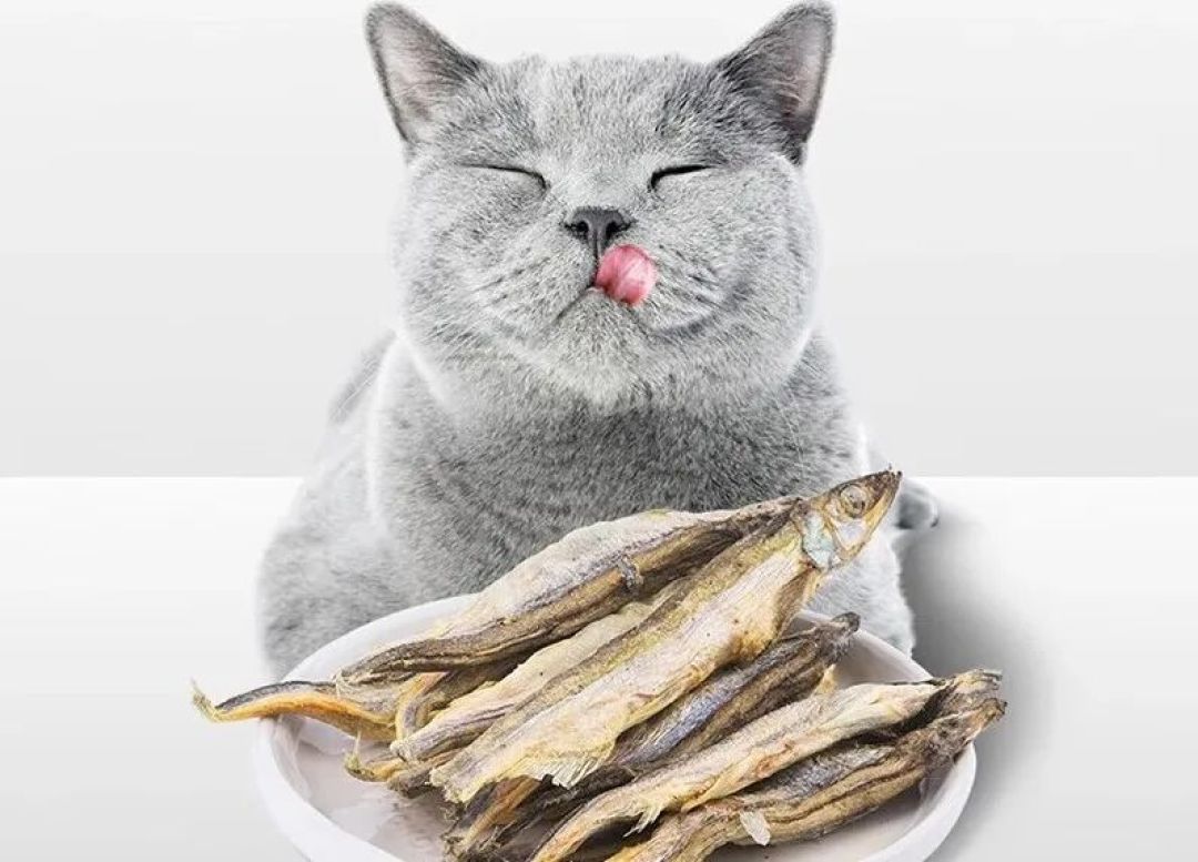 8款麦富迪零食清单,挑食猫家长没囤过第5款?