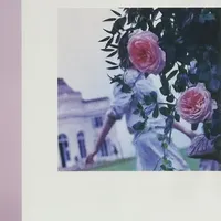 做了场黎明的梦🌅，梦里有你和玫瑰🌹