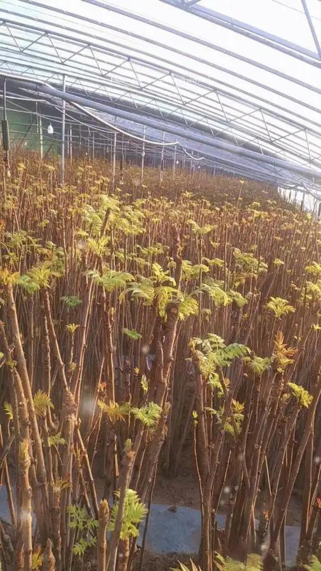 大棚种植选对菜,年入十万不是梦!六种高收益蔬菜推荐