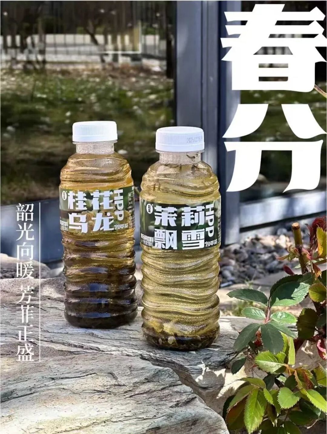 盒马、胖东来、Olé开卖“冷萃原叶无糖茶”,每瓶都有真茶叶