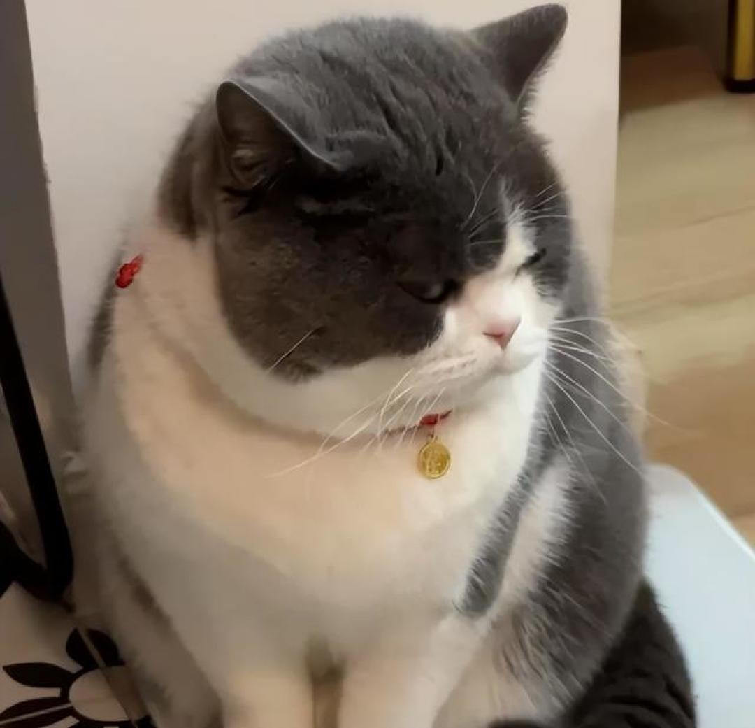 猫咪做梦都想吃到的5种健康零食,你喂过几种?很多猫没尝过