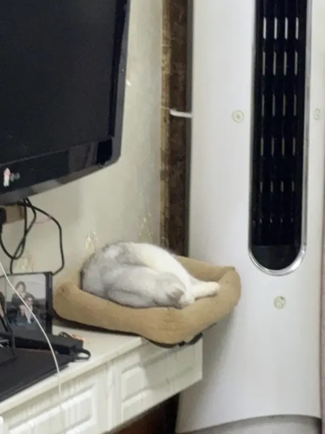 猫咪冬季保暖避坑清单（别再做无效保暖啦！）
