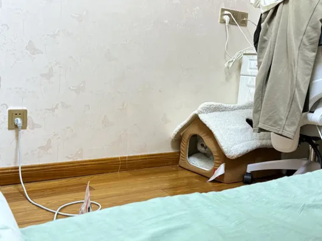 猫咪冬季保暖避坑清单（别再做无效保暖啦！）