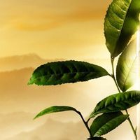 全肤质适配精华水测评：油痘肌去黄亮肤首选这几款