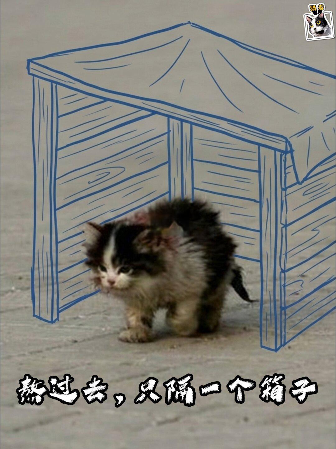 帮喵过冬-流浪猫过冬的五大误区