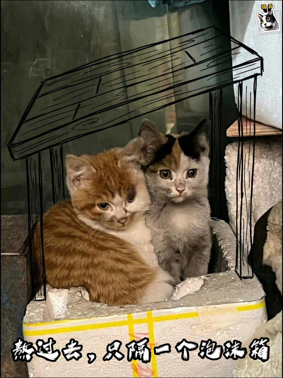 帮喵过冬-流浪猫过冬的五大误区