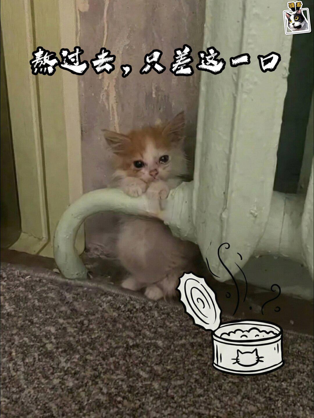 帮喵过冬-流浪猫过冬的五大误区