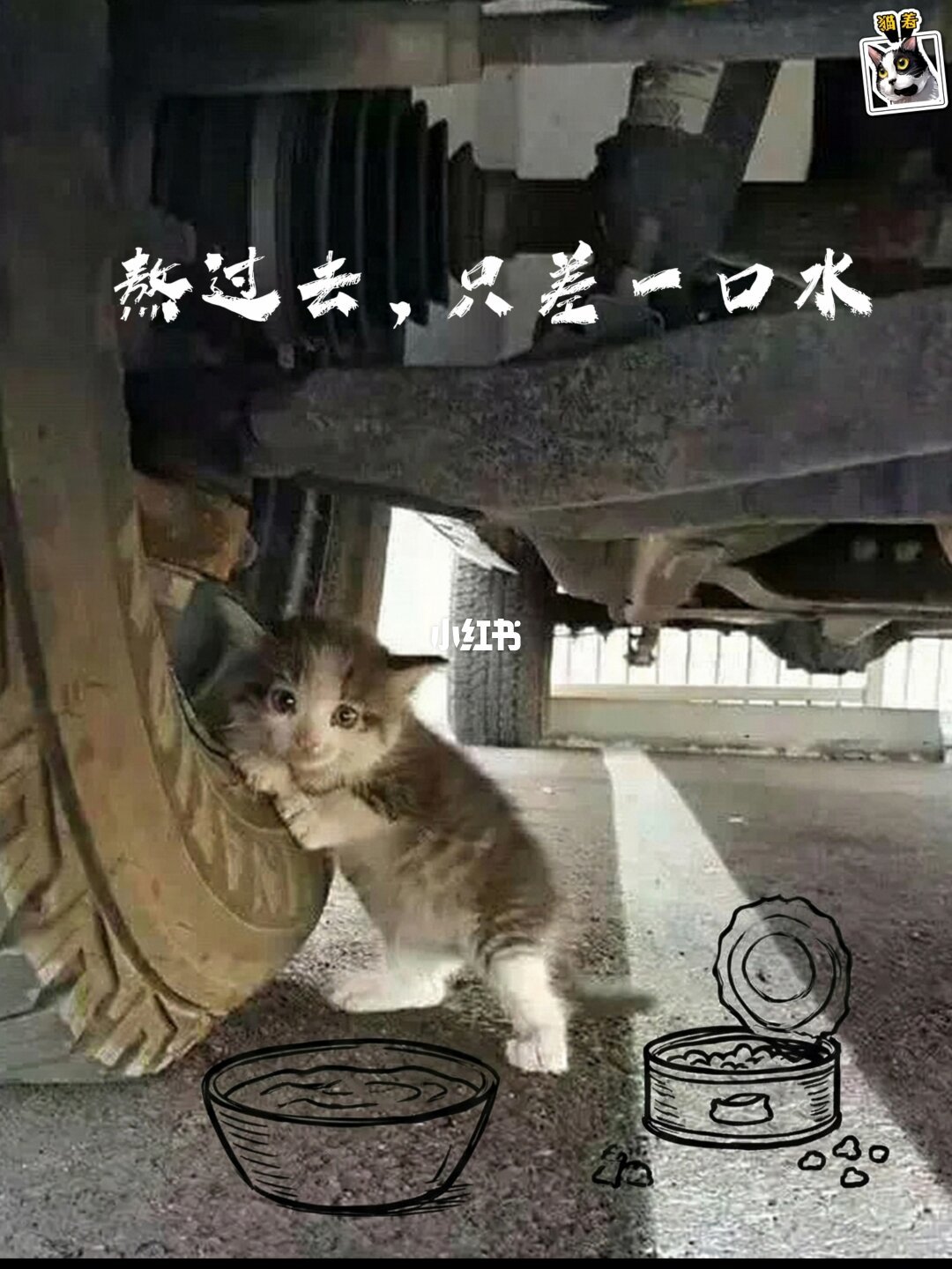 帮喵过冬-流浪猫过冬的五大误区