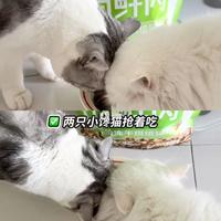 认真看配料表后，我选了这款绝育猫粮