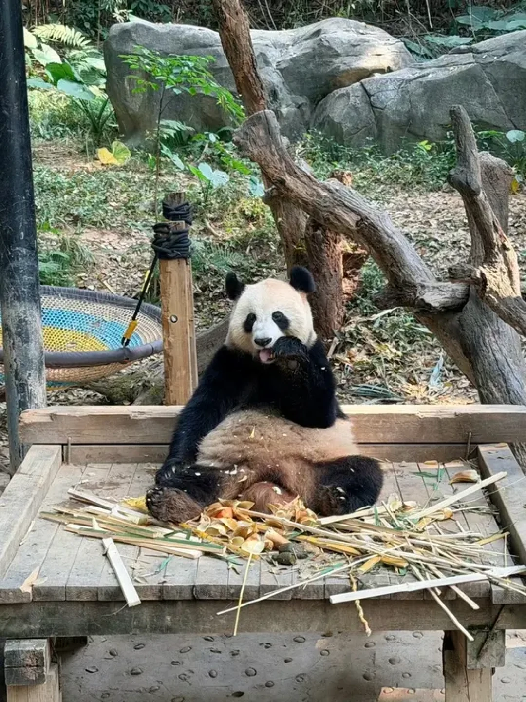 广州长隆🙅不走回头路!少走5000步🤣
