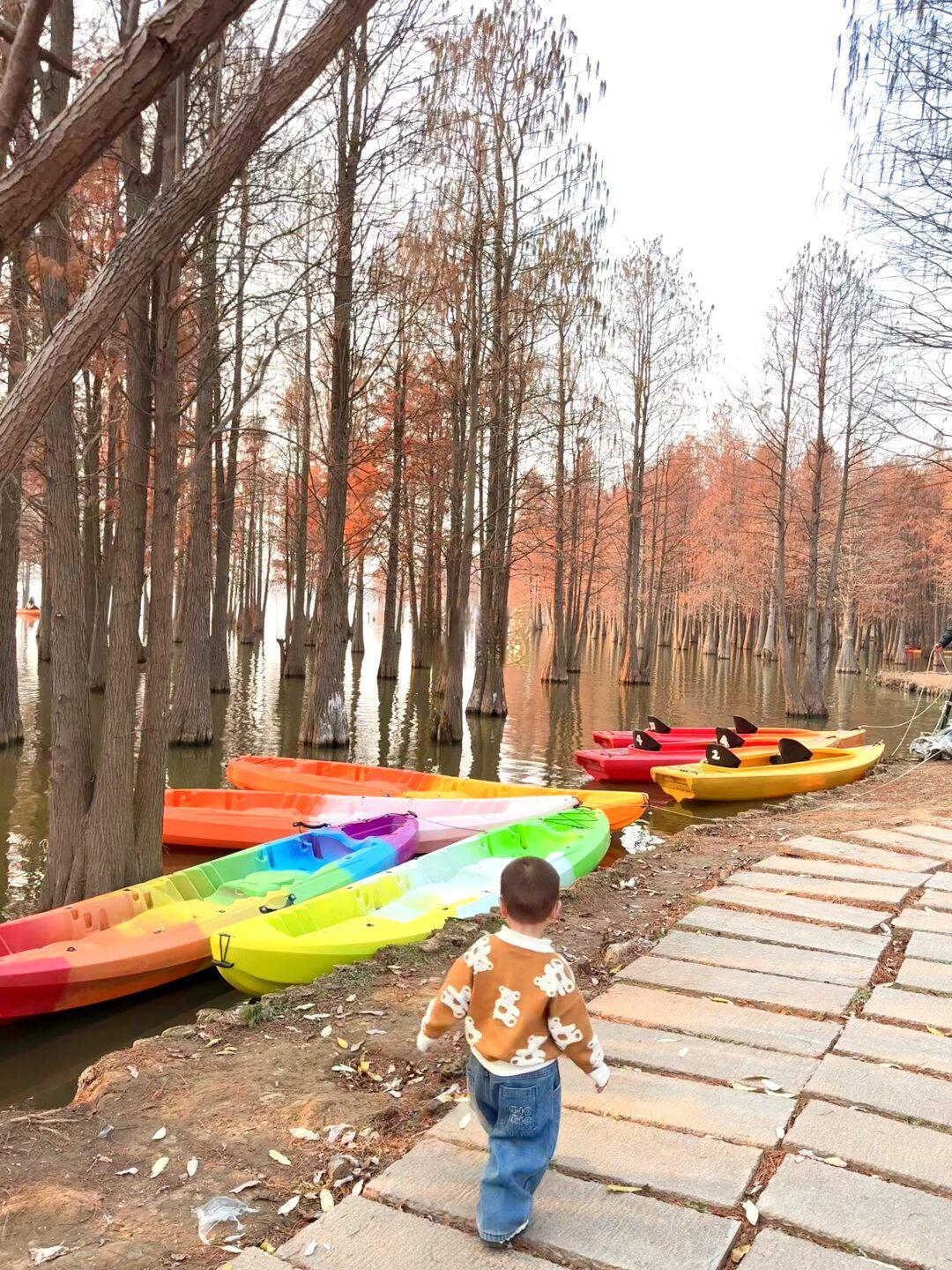 19.9r宝藏遛娃地，油画水杉林拍爆内存📷