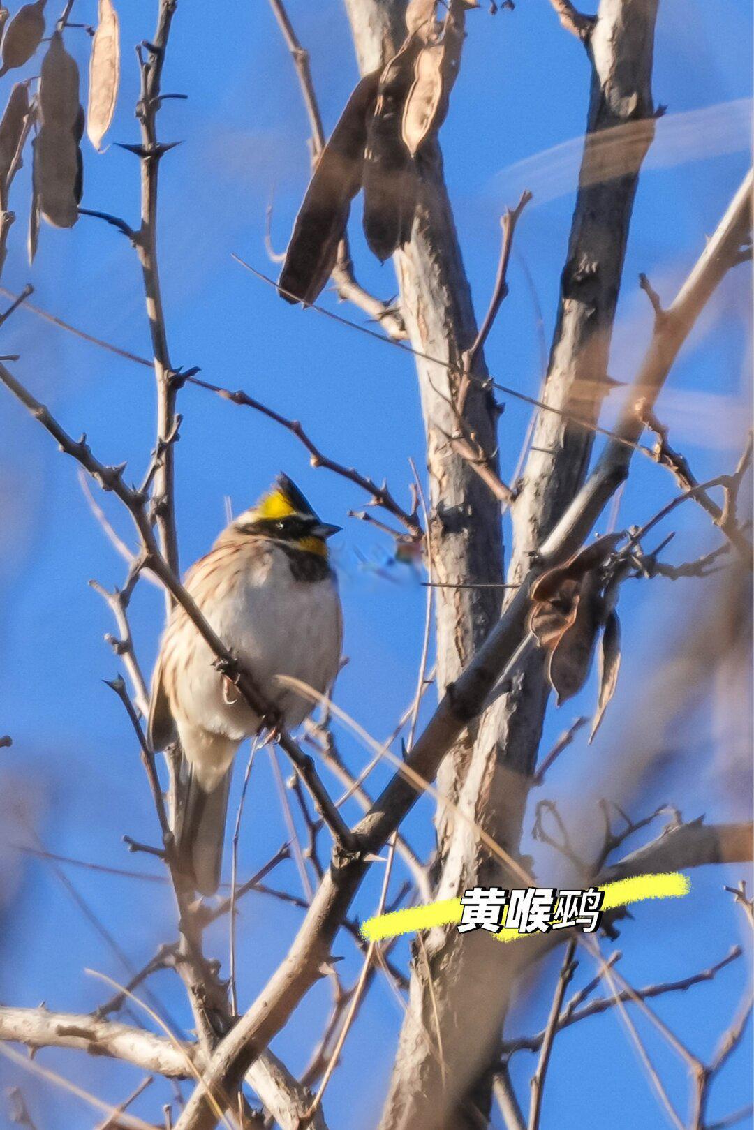 观鸟笔记187 | 密云水库观鸟试用新单筒
