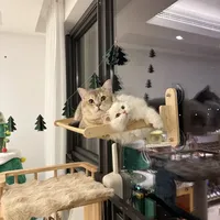 养猫必备清洁好物｜P人自用！无广长短毛收藏！