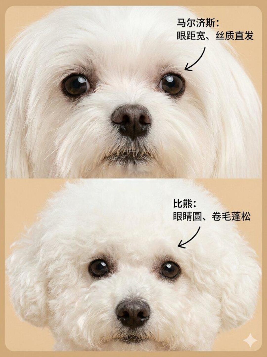 纠结死!马尔济斯 vs 比熊,谁是你的梦中情