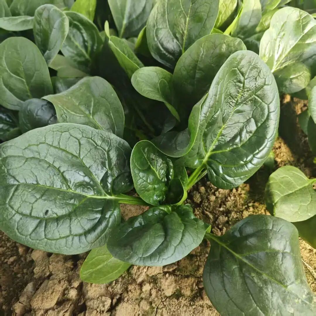 餐桌上的绿色宝藏——菠菜