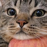 不花冤枉钱！高性价比国产猫粮TOP6,从幼猫到老年猫全适配