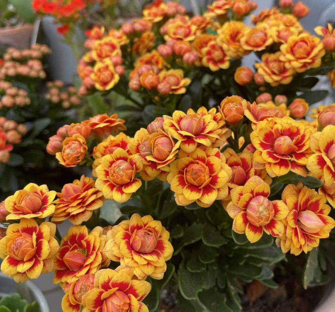 这几种长寿花适合过年养!安排上,热热闹闹开花到春天